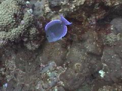 Blue Tang.jpg
